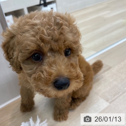 トイ・プードルの写真