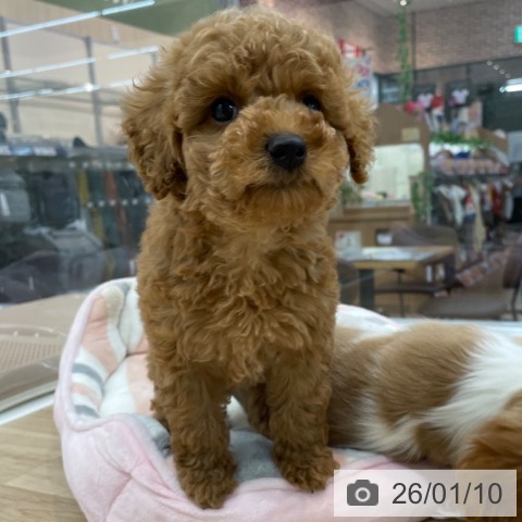 神奈川県のトイプードル(トイ) (ペットプラス 相模原並木店/2025年11月10日生まれ/男の子/レッド)の子犬の4枚目の画像