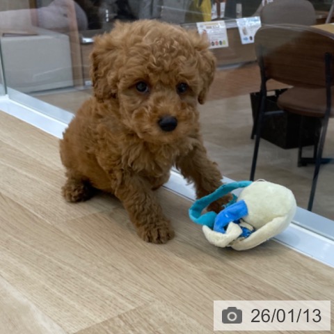 神奈川県のトイプードル(トイ) (ペットプラス 相模原並木店/2025年11月10日生まれ/男の子/レッド)の子犬の4枚目の画像