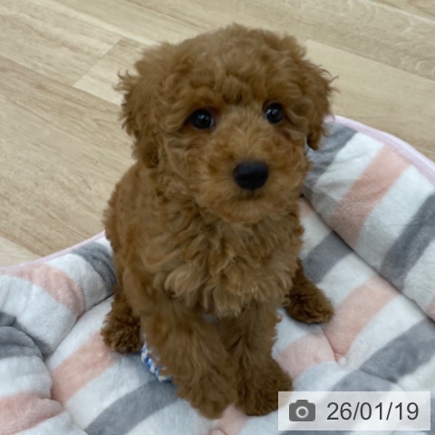 神奈川県のトイプードル(トイ) (ペットプラス 相模原並木店/2025年11月10日生まれ/男の子/レッド)の子犬の3枚目の画像