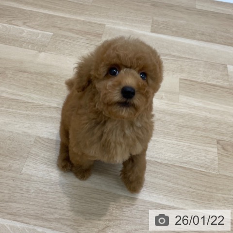 神奈川県のトイプードル(トイ) (ペットプラス 相模原並木店/2025年11月10日生まれ/男の子/レッド)の子犬の3枚目の画像