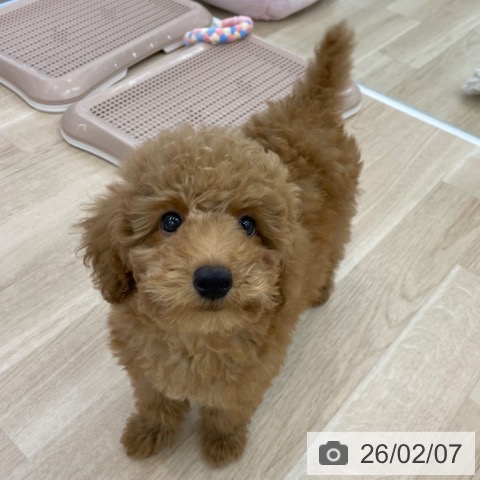 神奈川県のトイプードル(トイ) (ペットプラス 相模原並木店/2025年11月10日生まれ/男の子/レッド)の子犬の3枚目の画像