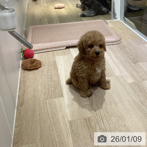 長野県のトイプードル(トイ) (ペットプラス 長野店/2025年11月10日生まれ/男の子/アプリコット)の子犬の4枚目の画像