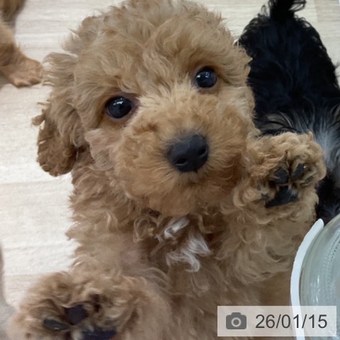 トイ・プードルの写真