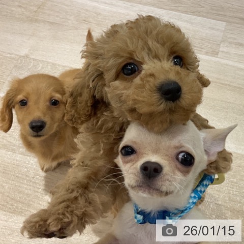 トイ・プードルの写真