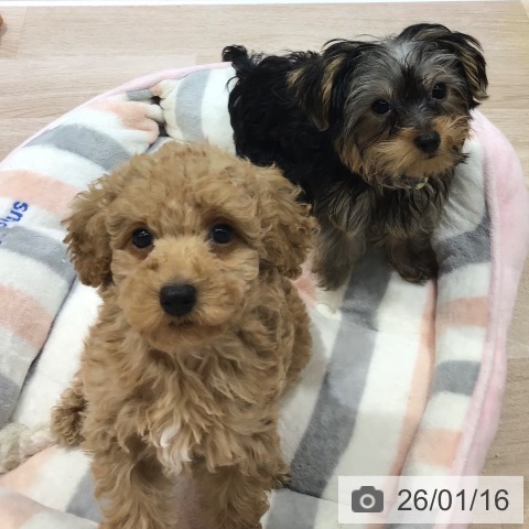 トイ・プードルの写真