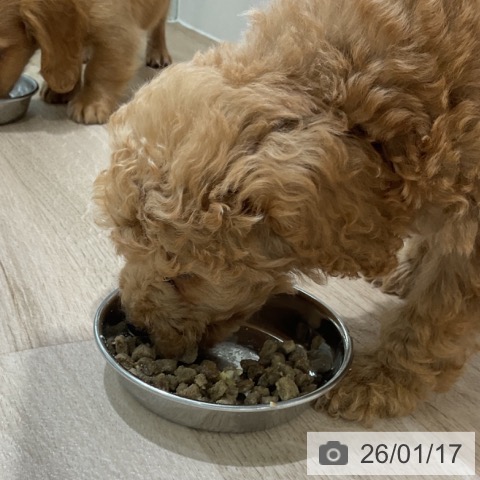 長野県のトイプードル(トイ) (ペットプラス 長野店/2025年11月10日生まれ/男の子/アプリコット)の子犬の4枚目の画像