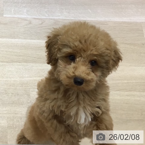 長野県のトイプードル(トイ) (ペットプラス 長野店/2025年11月10日生まれ/男の子/アプリコット)の子犬の4枚目の画像