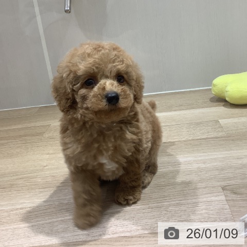 長野県のトイプードル(トイ) (ペットプラス 長野店/2025年11月10日生まれ/男の子/アプリコット)の子犬の3枚目の画像