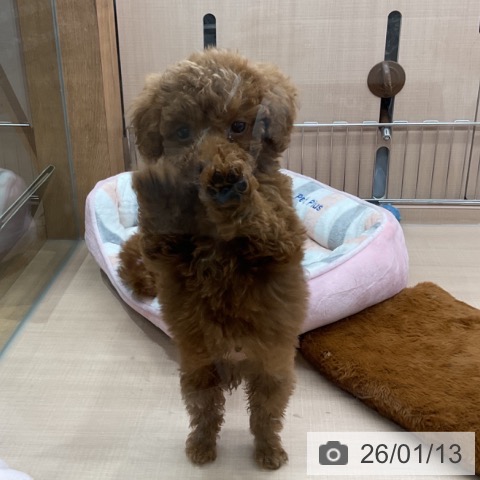 埼玉県のトイプードル(トイ) (ペッツワン 新座店/2025年11月10日生まれ/男の子/レッド)の子犬の4枚目の画像