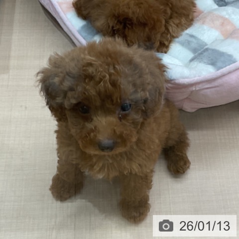 埼玉県のトイプードル(トイ) (ペッツワン 新座店/2025年11月10日生まれ/男の子/レッド)の子犬の3枚目の画像