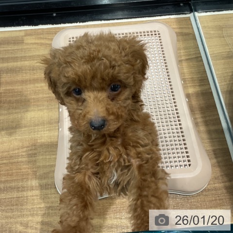 埼玉県のトイプードル(トイ) (ペッツワン 新座店/2025年11月10日生まれ/男の子/レッド)の子犬の4枚目の画像