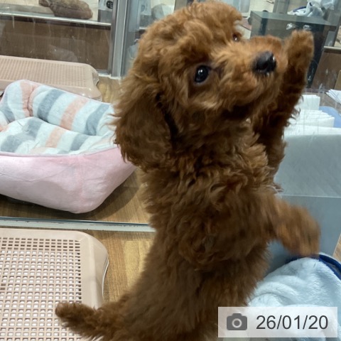 埼玉県のトイプードル(トイ) (ペッツワン 新座店/2025年11月10日生まれ/男の子/レッド)の子犬の3枚目の画像