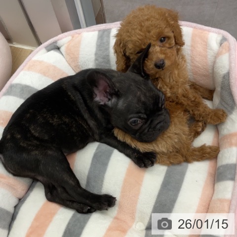 神奈川県のトイプードル(トイ) (ペットプラス 天王町店/2025年11月10日生まれ/男の子/レッド)の子犬の3枚目の画像