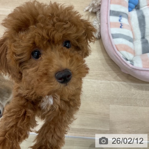 群馬県のトイプードル(トイ) (ペットプラス イオンモール太田店/2025年11月10日生まれ/女の子/レッド)の子犬の4枚目の画像