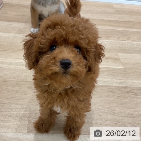 群馬県のトイプードル(トイ) (ペットプラス イオンモール太田店/2025年11月10日生まれ/女の子/レッド)の子犬の3枚目の画像