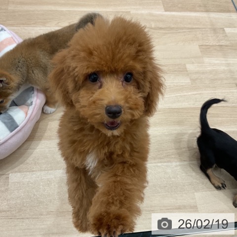 群馬県のトイプードル(トイ) (ペットプラス イオンモール太田店/2025年11月10日生まれ/女の子/レッド)の子犬の3枚目の画像