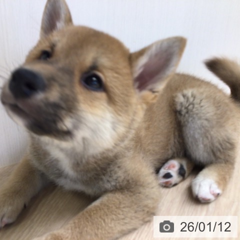 東京都の柴犬(標準サイズ) (ペットプラス 多摩平の森店/2025年11月9日生まれ/男の子/赤)の子犬の4枚目の画像