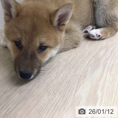 東京都の柴犬(標準サイズ) (ペットプラス 多摩平の森店/2025年11月9日生まれ/男の子/赤)の子犬の3枚目の画像