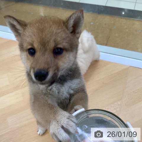 埼玉県の柴犬(標準サイズ) (ペットプラス 羽生店/2025年11月9日生まれ/女の子/赤)の子犬の4枚目の画像