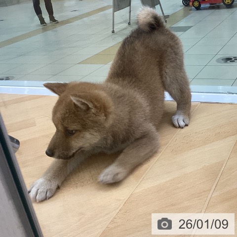 埼玉県の柴犬(標準サイズ) (ペットプラス 羽生店/2025年11月9日生まれ/女の子/赤)の子犬の3枚目の画像