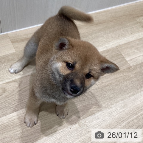 宮城県の柴犬(標準サイズ) (ペットプラス 仙台泉大沢店/2025年11月9日生まれ/女の子/赤)の子犬の4枚目の画像