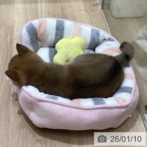 長野県の柴犬(標準サイズ) (ペットプラス 須坂店/2025年11月9日生まれ/女の子/赤)の子犬の4枚目の画像