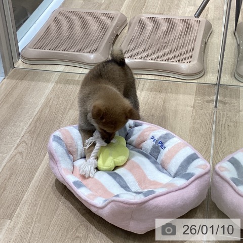 長野県の柴犬(標準サイズ) (ペットプラス 須坂店/2025年11月9日生まれ/女の子/赤)の子犬の3枚目の画像