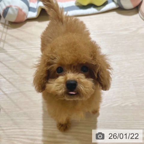 トイ・プードルの写真