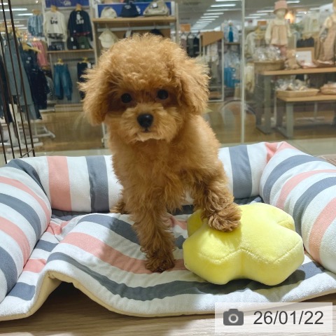 東京都のトイプードル(トイ) (ペットプラス 板橋店/2025年11月3日生まれ/女の子/アプリコット)の子犬の4枚目の画像