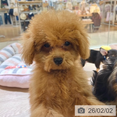 トイ・プードルの写真