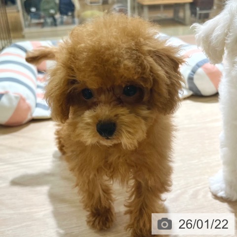 東京都のトイプードル(トイ) (ペットプラス 板橋店/2025年11月3日生まれ/女の子/アプリコット)の子犬の3枚目の画像