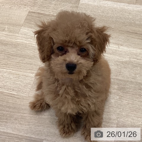 神奈川県のトイプードル(トイ) (ペットプラス 座間店/2025年11月3日生まれ/男の子/アプリコット)の子犬の4枚目の画像