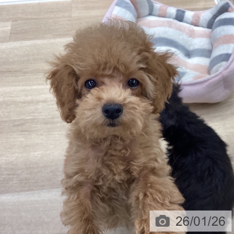 神奈川県のトイプードル(トイ) (ペットプラス 座間店/2025年11月3日生まれ/男の子/アプリコット)の子犬の3枚目の画像