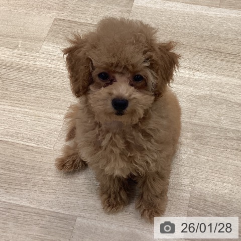 神奈川県のトイプードル(トイ) (ペットプラス 座間店/2025年11月3日生まれ/男の子/アプリコット)の子犬の3枚目の画像