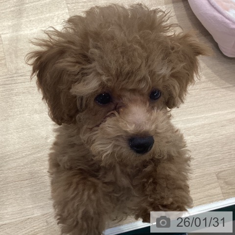 神奈川県のトイプードル(トイ) (ペットプラス 座間店/2025年11月3日生まれ/男の子/アプリコット)の子犬の4枚目の画像