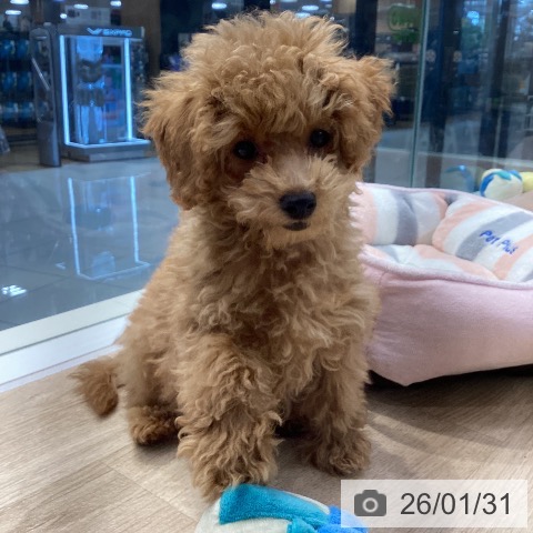 神奈川県のトイプードル(トイ) (ペットプラス 座間店/2025年11月3日生まれ/男の子/アプリコット)の子犬の3枚目の画像