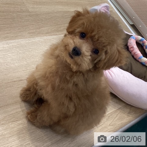 神奈川県のトイプードル(トイ) (ペットプラス 座間店/2025年11月3日生まれ/男の子/アプリコット)の子犬の3枚目の画像