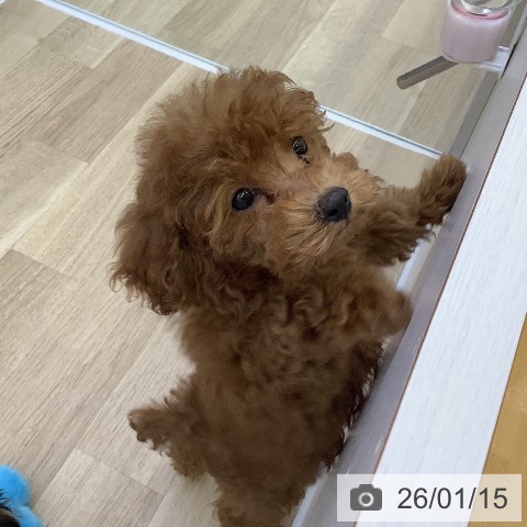 山梨県のトイプードル(トイ) (ペットプラス 甲府昭和店/2025年11月5日生まれ/女の子/アプリコット)の子犬の3枚目の画像