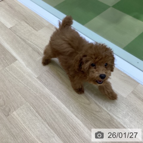 山梨県のトイプードル(トイ) (ペットプラス 甲府昭和店/2025年11月5日生まれ/女の子/アプリコット)の子犬の3枚目の画像