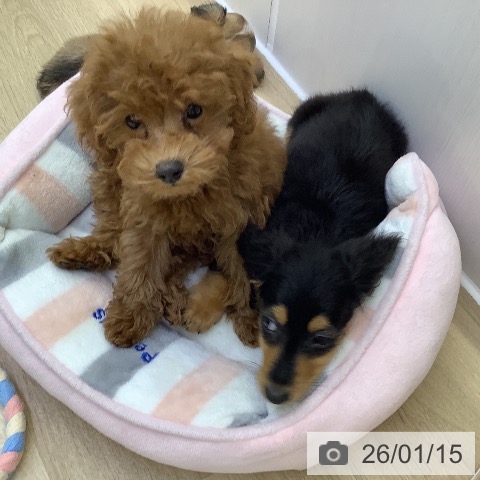 山梨県のトイプードル(トイ) (ペットプラス 甲府昭和店/2025年11月5日生まれ/女の子/アプリコット)の子犬の3枚目の画像