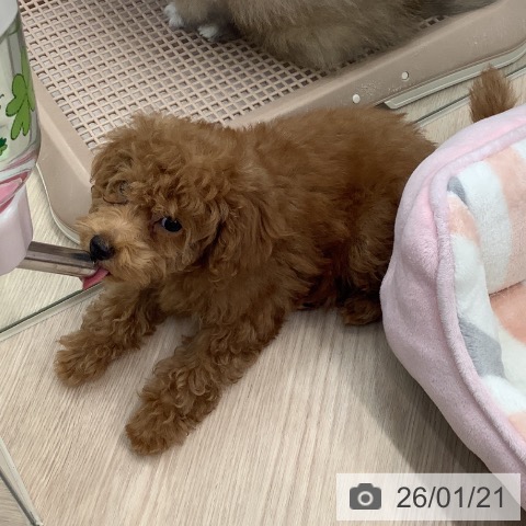 トイ・プードルの写真