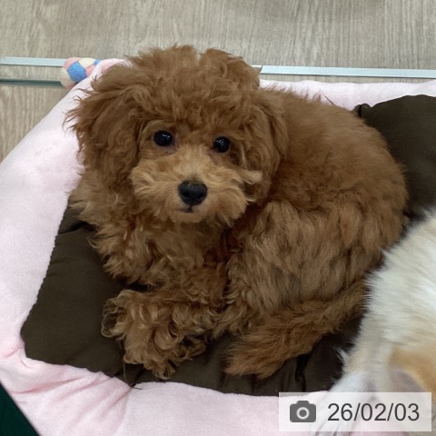 トイ・プードルの写真