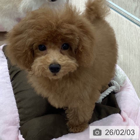 トイ・プードルの写真