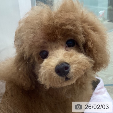 トイ・プードルの写真