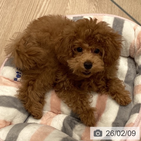 トイ・プードルの写真