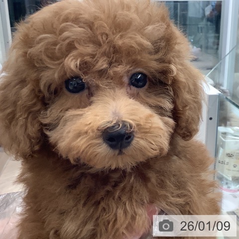 埼玉県のトイプードル(トイ) (ペットプラス 川口店/2025年11月5日生まれ/女の子/アプリコット)の子犬の3枚目の画像