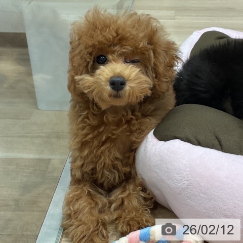 群馬県のトイプードル(トイ) (ペットプラス イオンモール太田店/2025年11月5日生まれ/女の子/アプリコット)の子犬の4枚目の画像