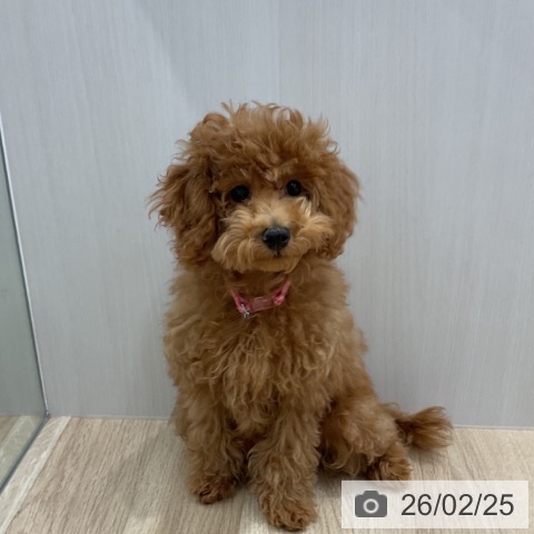 群馬県のトイプードル(トイ) (ペットプラス イオンモール太田店/2025年11月5日生まれ/女の子/アプリコット)の子犬の4枚目の画像