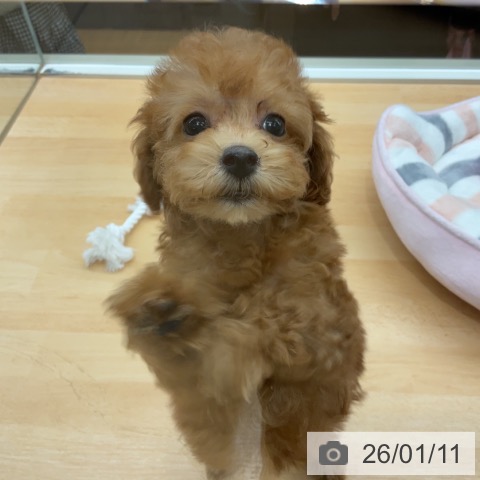 埼玉県のトイプードル(トイ) (ペットプラス 浦和美園店/2025年11月5日生まれ/女の子/アプリコット)の子犬の3枚目の画像